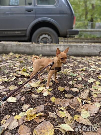 Вязка той терьер