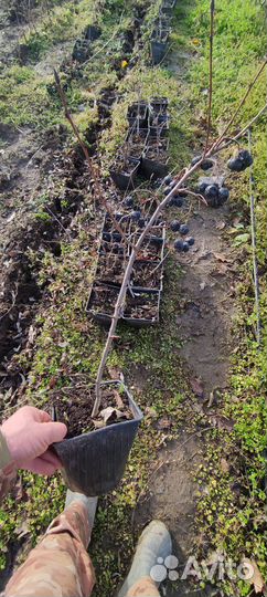 Черноплодная рябина