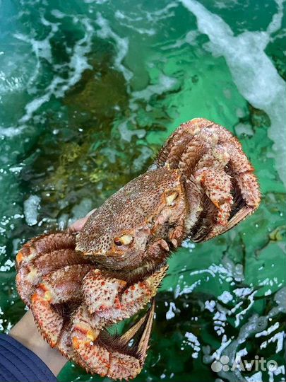 Краб волосатик