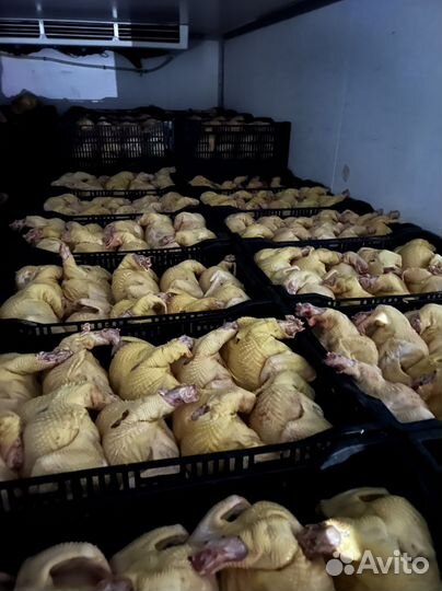 Куры домашние опт от 50шт