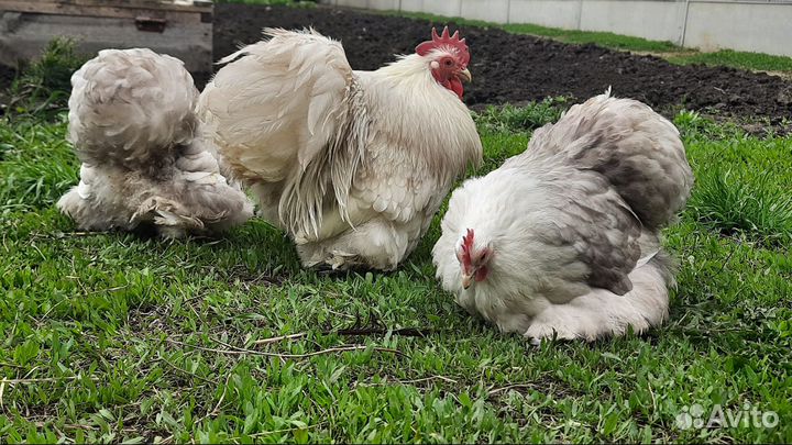 Породные куры