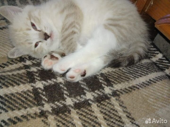 Котенок