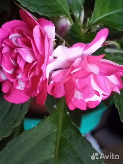 Домашние растения