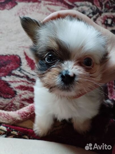 Щенки шпица