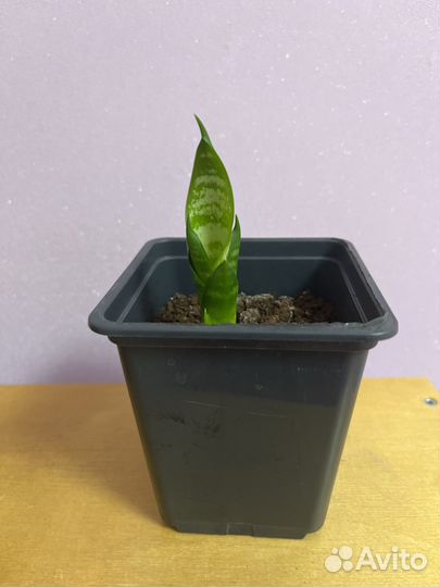 Сансевиерия щучий хвост