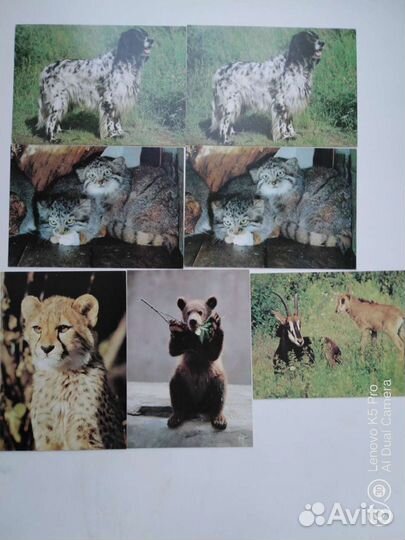 Открытки СССР Животные фото Назарова