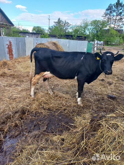 Корова дойная