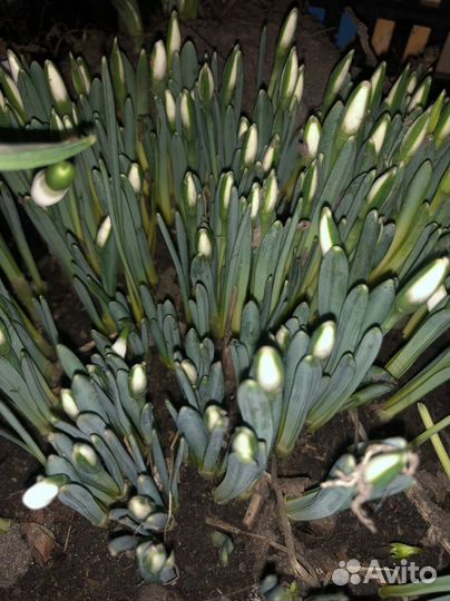 Подснежники махровые луковицы