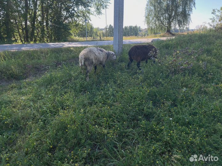 Овцы, бараны