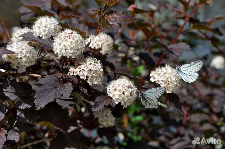 Пузыреплодник калинолистный