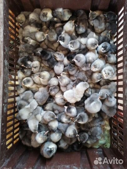 Цыплята суточные