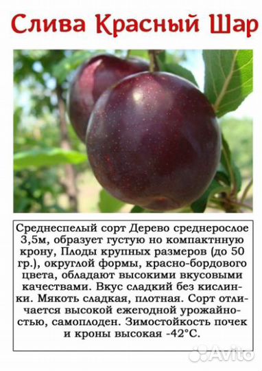 Саженцы сливы