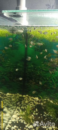 Аквариумные рыбки Сапфировый попугай и сомики