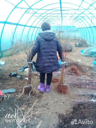 Саженцы яблони