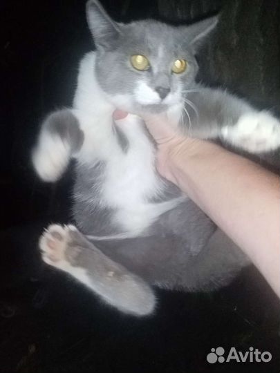 Кошки бесплатно