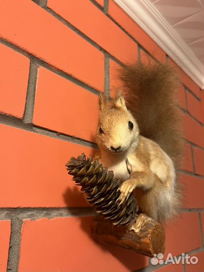 Чучело белки