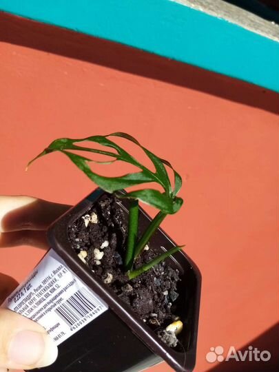 Монстера манки