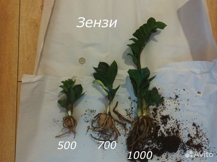 Замиокулькас Зензи и Равен