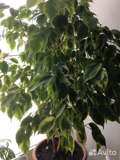 Фикус Бенджамина