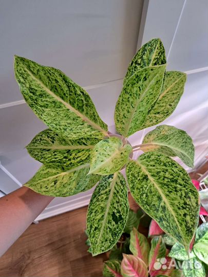 Аглаонемы Lak Sub Thong, Legacy red, White Lance