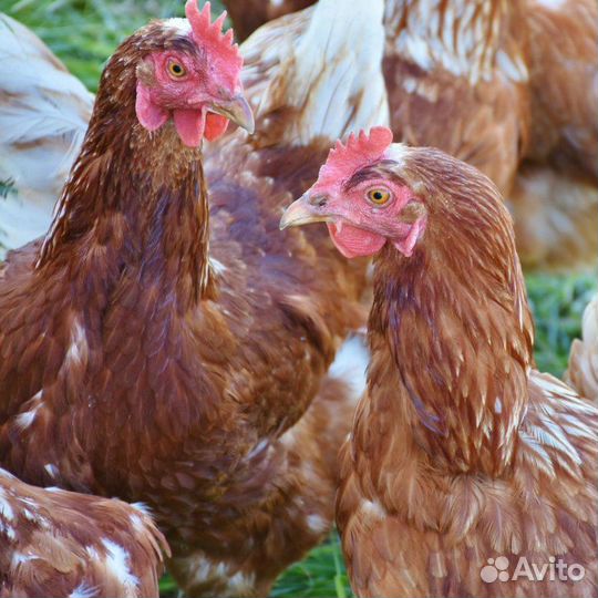 Куры несушки