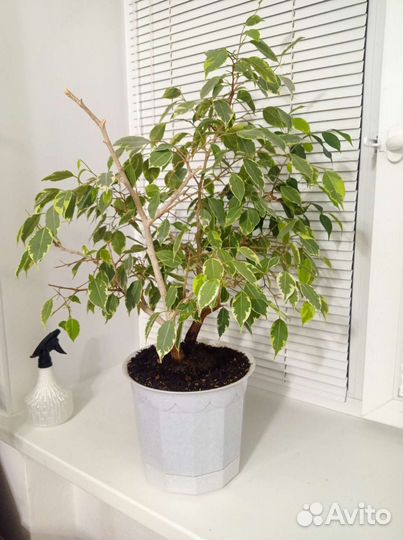 Фикус бенджамина большой