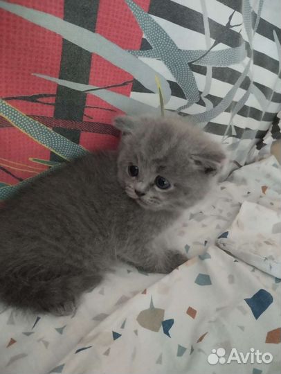 Британские вислоухие котята