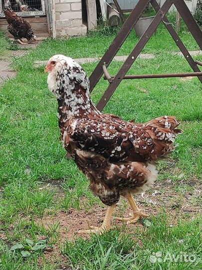 Куры петушки 3мес Орловская