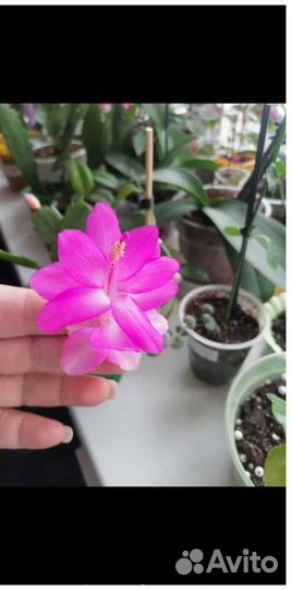 Цветы комнатные