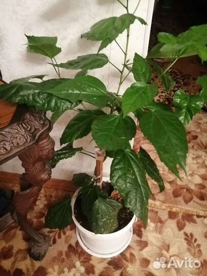 Гибискус китайская роза