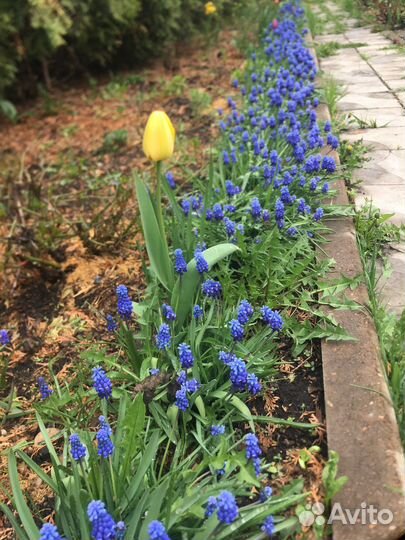 Мускари,вербейник