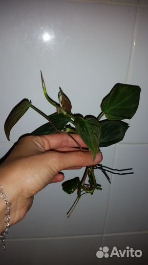 Филодендрон, монстера