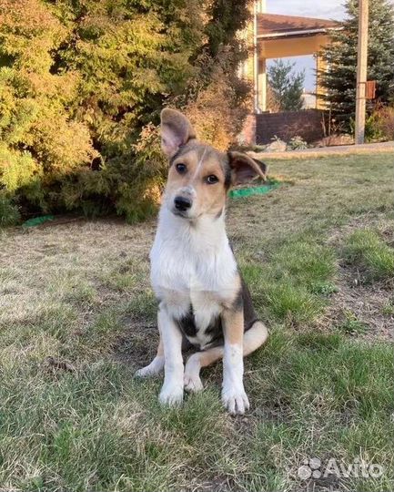 Щенок ищет дом