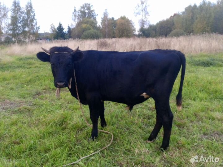 Продам быков живой вес или мясо