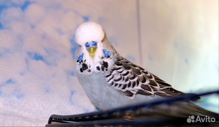 Говорящий попугай ручной ввп Чехи пара видео