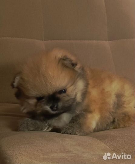 Померанский шпиц мини щенок