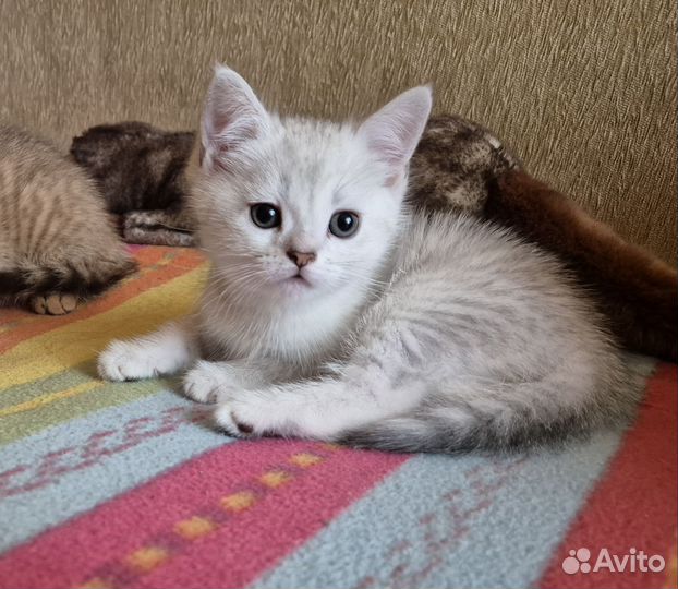 Британский котенок