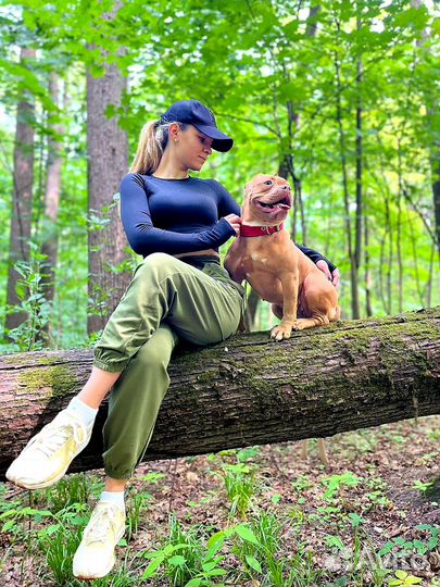 Аренда животных для фотосессии. Американский булли