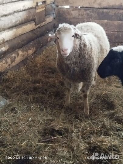 Баран на племя