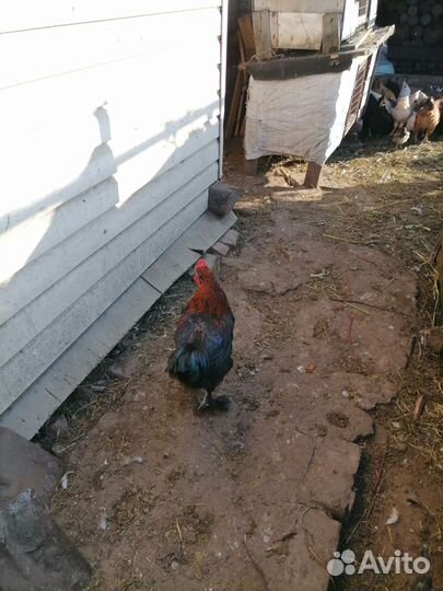 Куры петухи