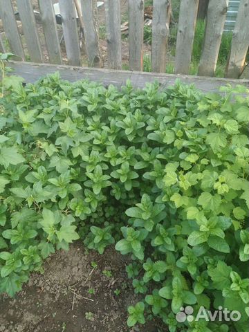 Мята на рассаду,на коктейль, на чай,за вкусняшку купить в Перми ...