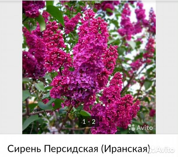 Саженцы сирени