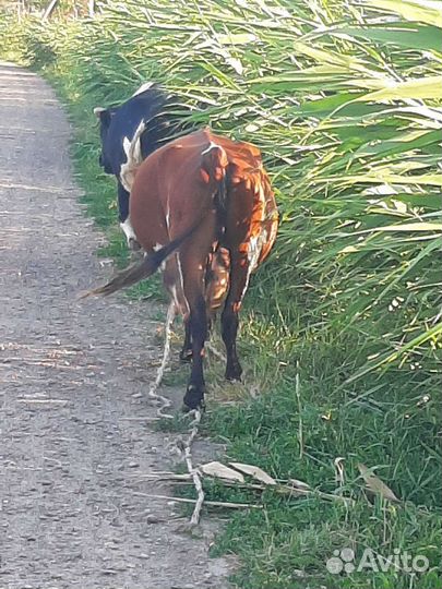 Корова высокоудойная