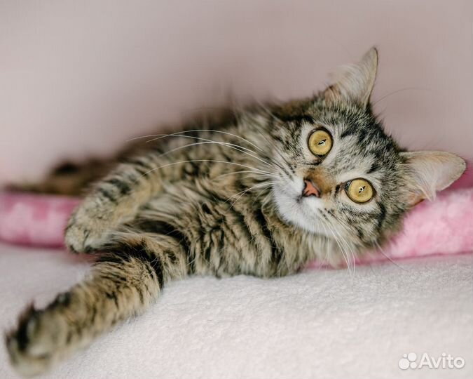 Кошка фенотип сибирской в дар