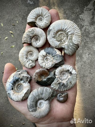 Окаменелости аммониты