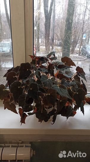 Бегония Клеопатра