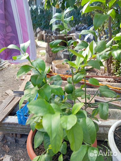 Лимонное дерево