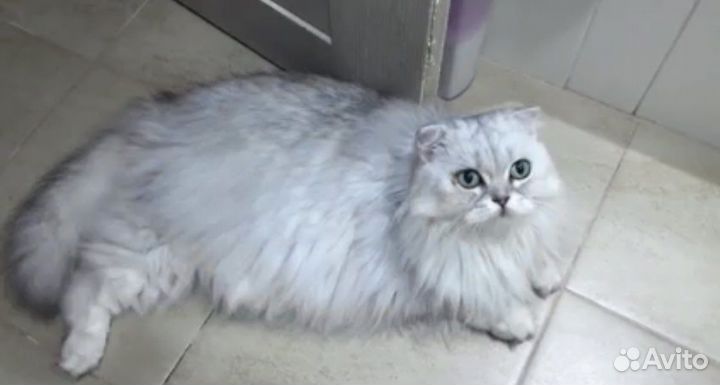 Кошачья шерсть для рукоделия