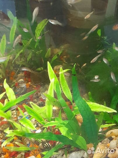 Рыбки гуппи