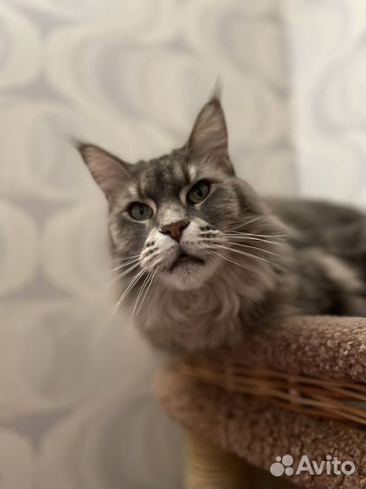 Мейн-кун кошка бесплатно